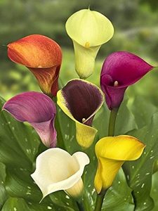 Autumn Plant Sale