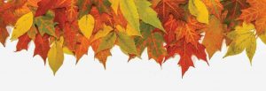 Autumn Plant Sale