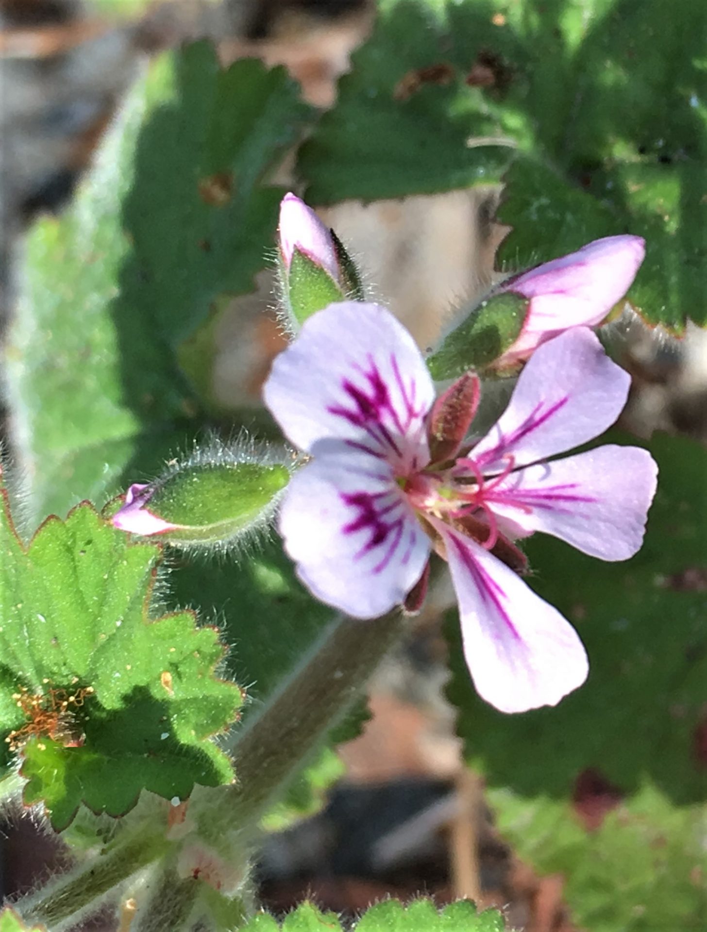 Native Geranium - St Paul's Anglican Parish