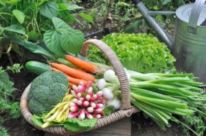 St Paul’s Plant Sale